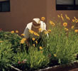 Click to read about Health Facility Gardens.